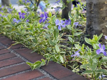 Variegated bigleaf periwinkle, Vinca major 'Variegata'