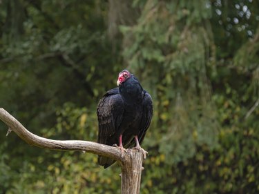 Turkey vulture perched on a dead branch.
