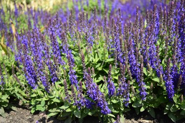 Salvia nemorosa with violet flowers