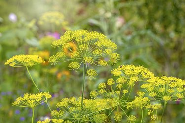 Beautiful and colourful yellow Fennel flowers - Foeniculum vulgare in a wildflower meadow in the soft summer sunshine