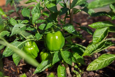 Organic green capsicums or bell peppers growing on the plant.