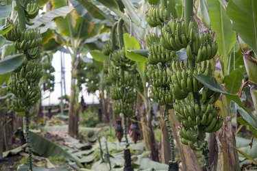 Green bananas  growing in greenhouse.