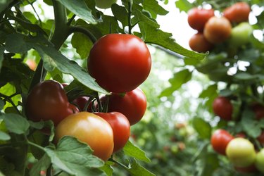 field of organic tomatoes