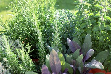 Small herb garden