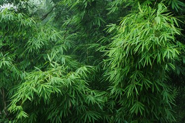 green bamboo leaves in a light fog