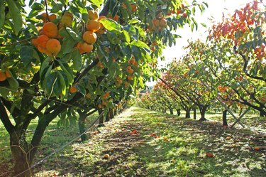 Persimmons in persimmon orchard on sunny day