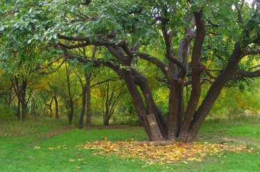 Mulberry tree in autumn