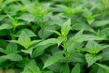 How to Grow and Care for Stinging Nettle