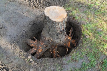 How to Kill Tree Roots Naturally | Hunker