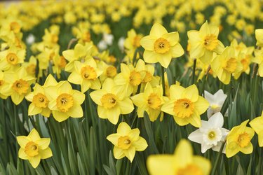 Yellow daffodil flowers