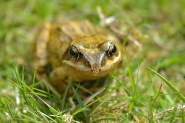 3 Frog Repellents That Work