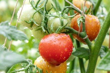 Tomatoes on a plant in a vegetable garden after rain.