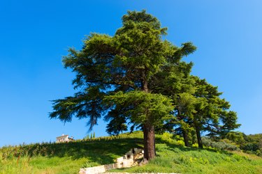 Emerald Eastern Cedar