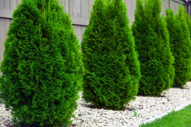 Emerald Green Arborvitae