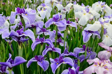 Japanese iris, hana shoubu, Iris ensata