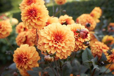Close up of orange asteraceae dahlia "Bantling" Pompomflowers in blooming. Autumn plants.