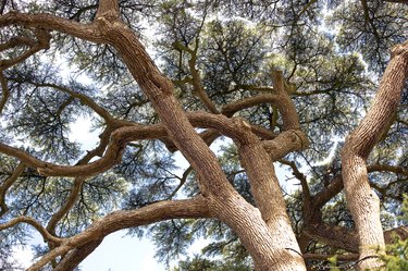 Cedar of Lebanon tree, England in Autumn