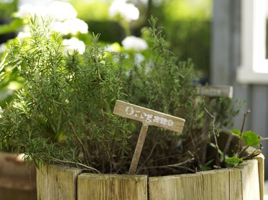 Oregano plant in rustic flower pot in garden