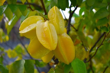 Star fruit (Averrhoa carambola).