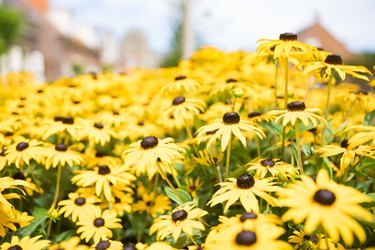 Big black-eyed Susan Rudbeckia hirta flowers  in field