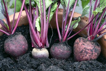 Wonky beetroot, picked from their planter, in September 2020.