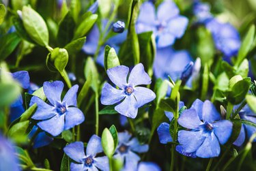 Vinca minor, common periwinkle, myrtle - ground cover plant with blue flowers.