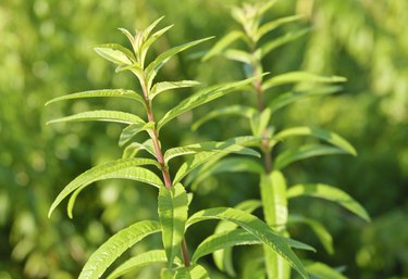 Closeup of Lemon Verbena (Aloysia citrodora) - Herb garden