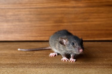 Small brown rat near wooden wall on floor.