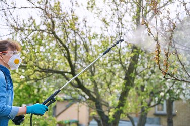 Woman with backpack garden sprayer treating a peach tree.