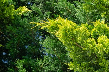 Lush vibrant yellow-green foliage of branches cupressocyparis Leylandii. Spring or summer fresh wallpaper and nature background concept