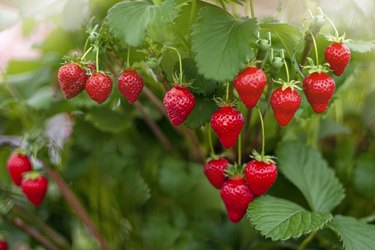 Close-up image of the vibrant red coloured Strawberries growing in the summer sunshine