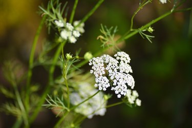 Cumin Plant In The Garden. Cumin Is One Of The Oldest Spices.