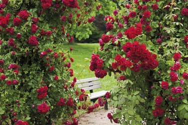 Germany, View of rose garden