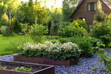 Rustic wooden house with raised vegetable garden beds, strawberry blooming. Growing organic food. Natural country living.