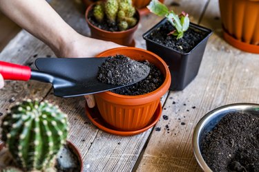 Adding potting soil to pots for transplanting.