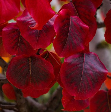 Close up of several leaves on a branch of the Schubert Chokecherry tree with its characteristic red  color and black details in the center