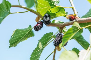 Fresh mulberry, black ripe and red unripe mulberries