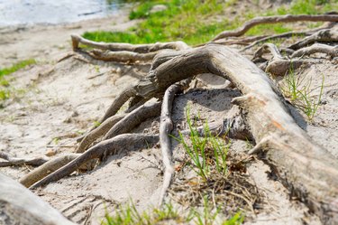 Exposed tree roots coming to the lake