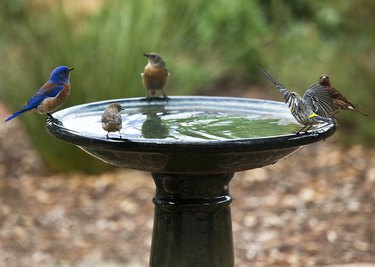 4 different species of birds perched on the edges of a birdbath during a drought—can't we all just get along"—part of a series
