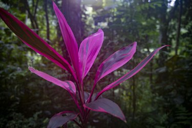 cordyline plant with red and green leaves in the jungle of Costa Rica