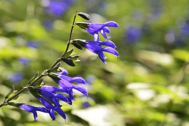 Purple flowers of salvia guaranitica bloom in early summer.