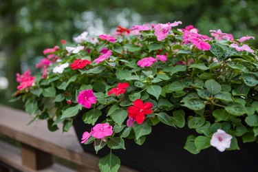 Impatiens in bloom in a container.