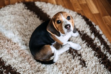 Puppy Diseases, Common Illnesses To Watch For In Puppies. Sick Beagle Puppy Is Lying On Dog Bed.
