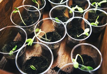 Growing bean sprouts in plastic cups.