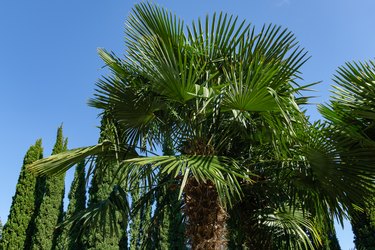 Why Is My Sago Palm Turning Yellow?