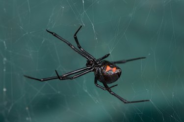 Western Black Widow