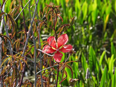 Swamp Hibiscus (Hibiscus coccineus) red flower in the wetlands