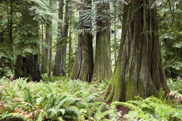 MacMillan Provincial Park Cathedral Grove Vancouver Island
