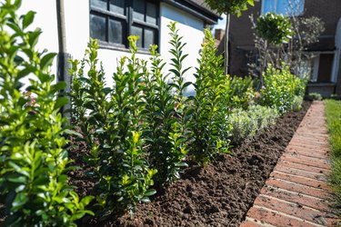 New plants including bay trees planted in a flower bed edged by bricks in front of a white wall of an outhouse or garage. In a residential garden or back yard.