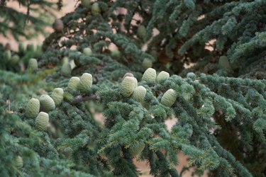 Atlas cedar branch with cones.